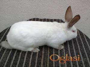 Hajkom muzjaci priplodni