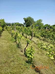 Vikendica i vinograd na obroncima Fruške Gore u Berkasovu potez Surduk