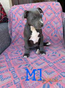 Pitbul Blue Nose stenci