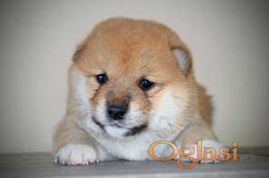 Šiba Inu štenci - Shiba Inu