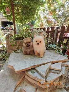 Pomeranski spic