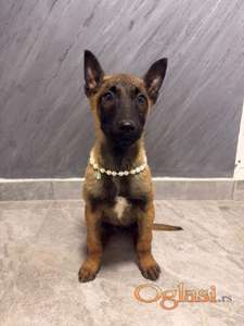 Prodajem ženku belgijskog ovcara