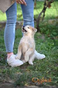 Akita inu stenci