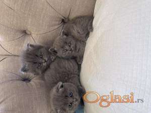 Scottish Fold kittens