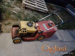 Prodajem wolf kosacicu