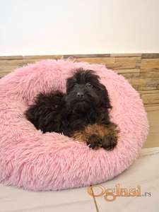 Maltipu štenci oba pola