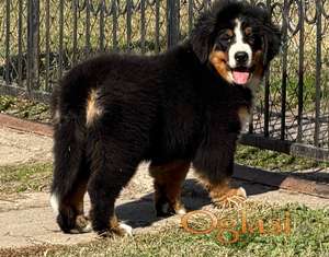 Na prodaju stenci bernskog planinskog psa, odlicnog kvaliteta