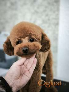 Red toy pudla spremna za parenje