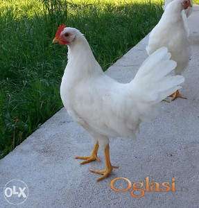 Leghorn koke nosilje 18to nedeljne