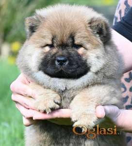 Chow Chow Cau Cau Čau Čau