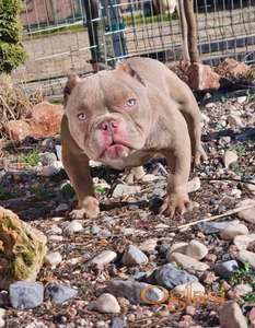Zenka american bully poket u egzotic boji