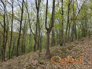 Aranđelovac, Bukovik, šuma, 1,28ha ID#1958
