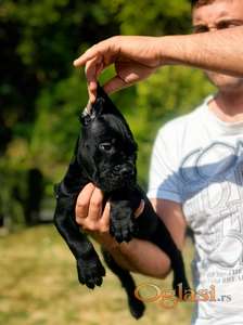 Cane Corso Kane Korso NOVO LEGLO