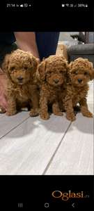 Crvene pudle štenci