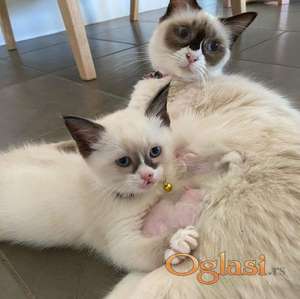 Ragdoll Available kittens: