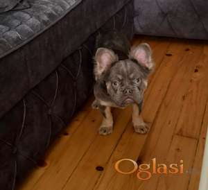 Francuski buldog Fluffy