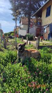 Poklanja se malinoa mužjak