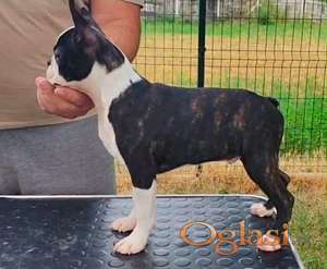 Boston terrier musko stene