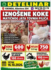IZNOŠENE KOKE – matično jato tovnih pilića