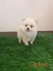 Pomeranski spic