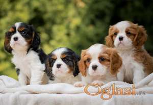 CAVALIER KING CHARLES  spaniel štenci