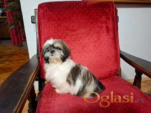 Čiskorvni Ši Cu (Shih Tzu) štenci šampionskog porekla