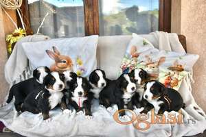 Bernski planinski pas