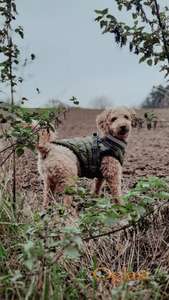 Medo traži devojku | Pudla za parenje