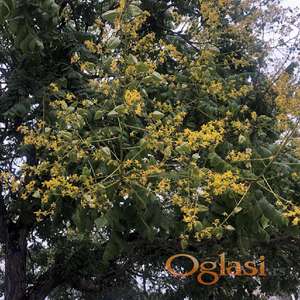 Kelreuterije (Koelreuteria paniculata)