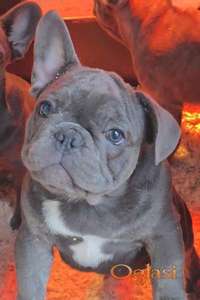 Francuski buldog stenci