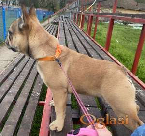 Francuski buldog štene