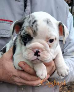 Engleski buldog stenci