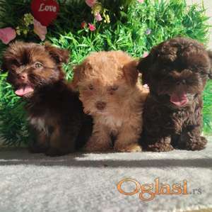 Bolonka Zwetna Puppies