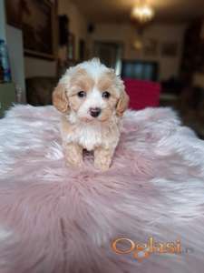 Maltipu ženka dvobojna