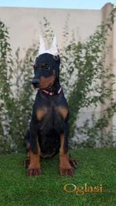 Doberman ženka