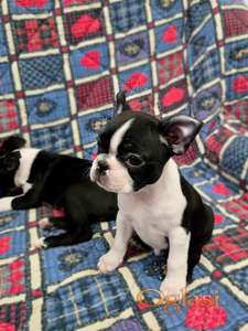 Boston terijer - štenci 🐾