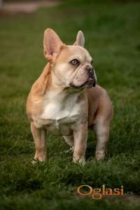 Francuski Buldog parenje