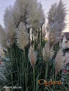 Pampas