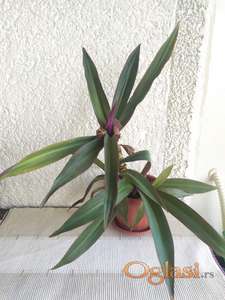 Mojsijeva kolevka 35 cm - Tradescantia spathacea