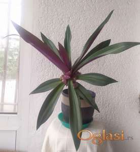 Mojsijeva kolevka 50 cm - Tradescantia spathacea