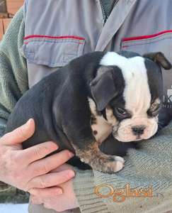 Engleski buldog zenkice