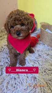 Toy Crvene Pudle/Crvena Pudla - štenci