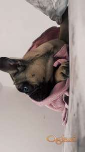 Francuski buldog štenci