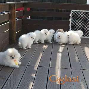 beautiful White Pomeranians puppies