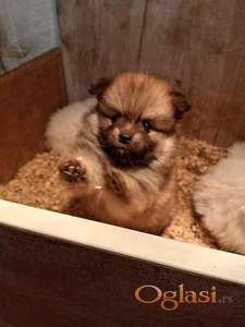 Štenci pomeranskog špica