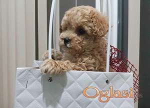 Toy pudle maleni mečići spremni za preuzimanje