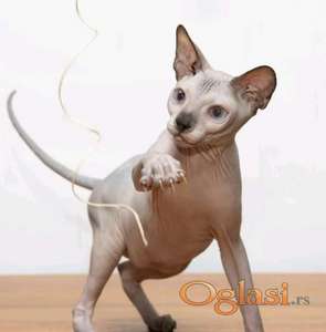 Sphynx mačići