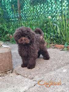 Toy/mini braon pudle oba pola
