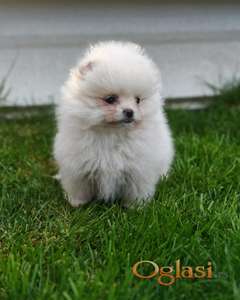 Pomeranski spic