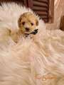 Mini Maltipoo PRELEPI štenci